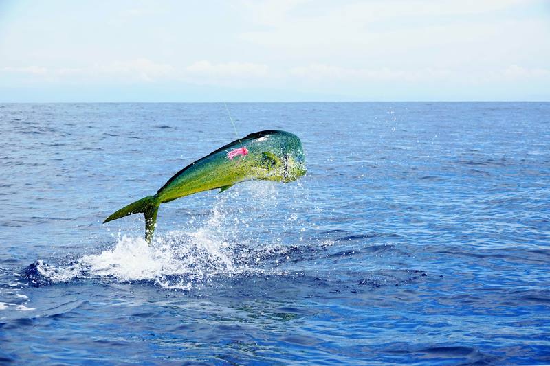 Gulf Stream Fishing Charters